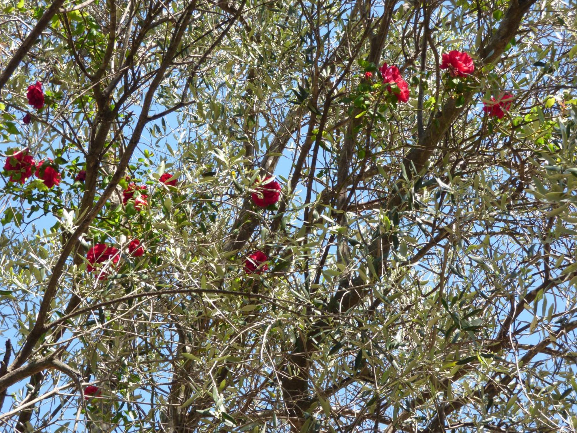 Chateauneuf-Grasse Apartment Cezanne With Heated Pool And Private Garden מראה חיצוני תמונה