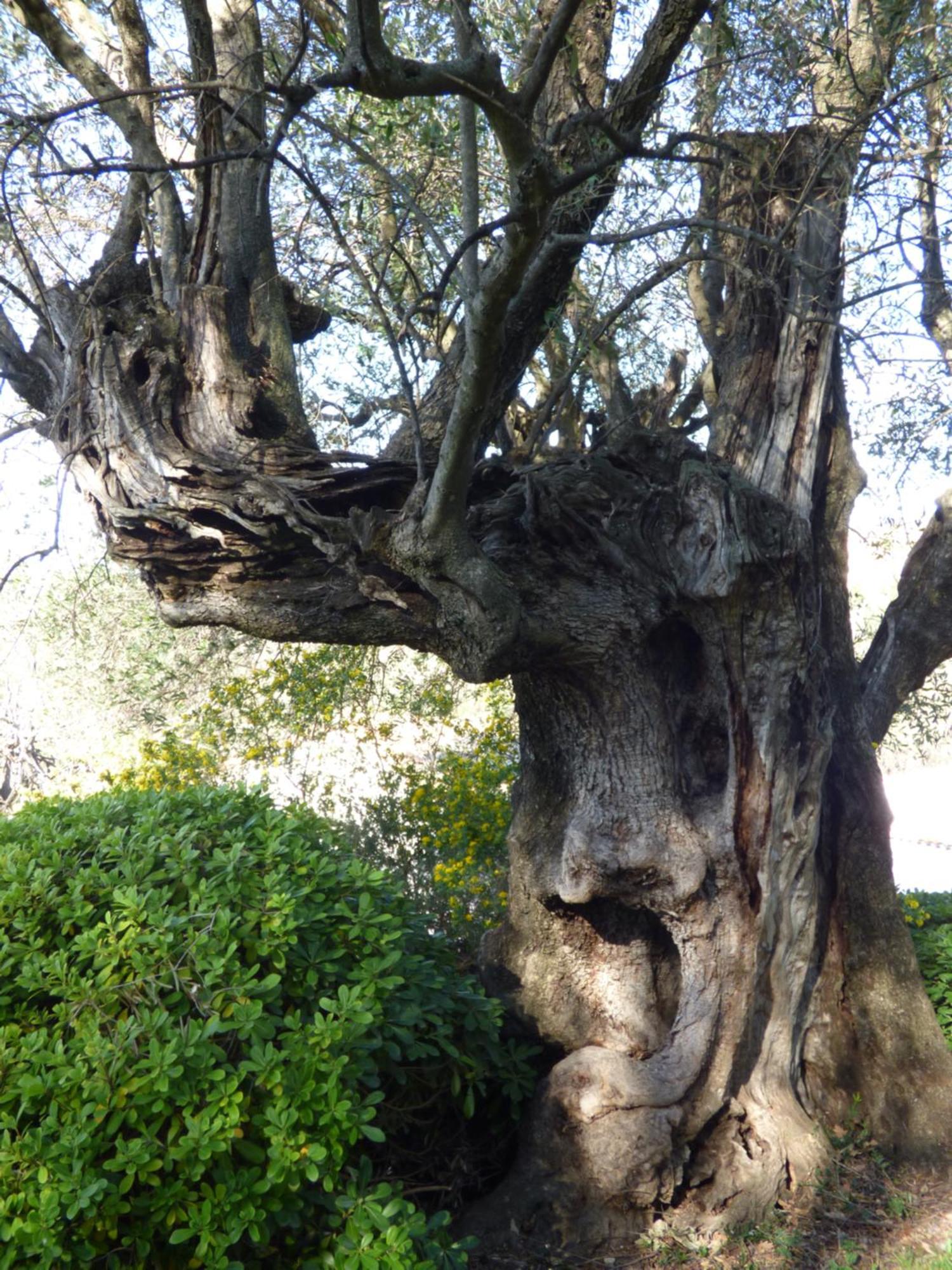 Chateauneuf-Grasse Apartment Cezanne With Heated Pool And Private Garden מראה חיצוני תמונה
