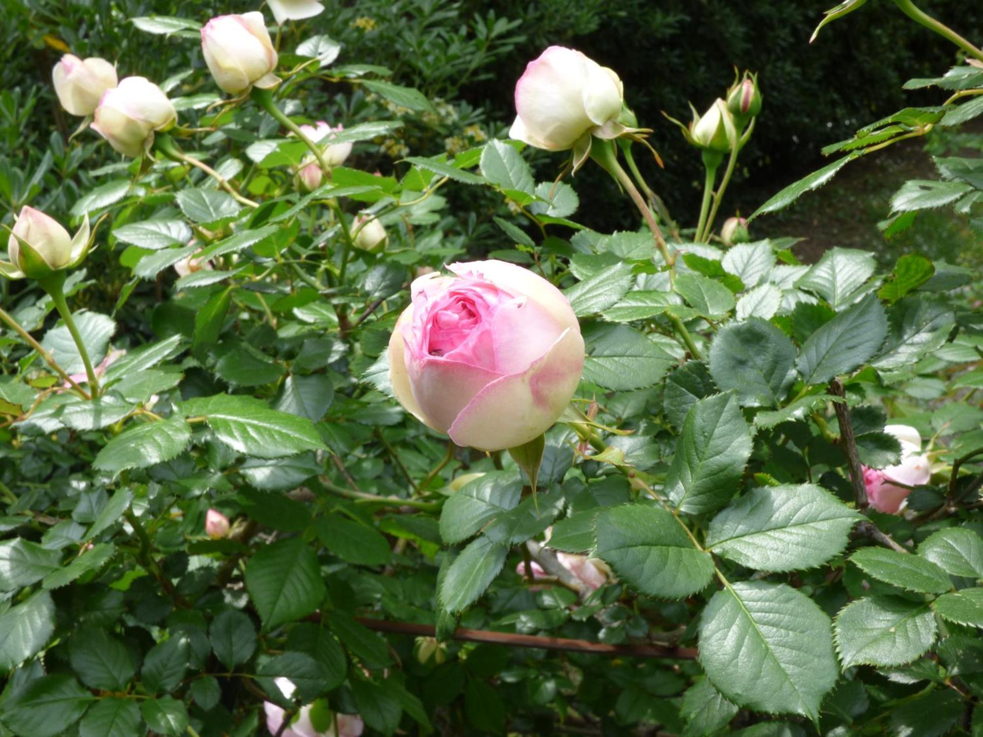 Chateauneuf-Grasse Apartment Cezanne With Heated Pool And Private Garden מראה חיצוני תמונה